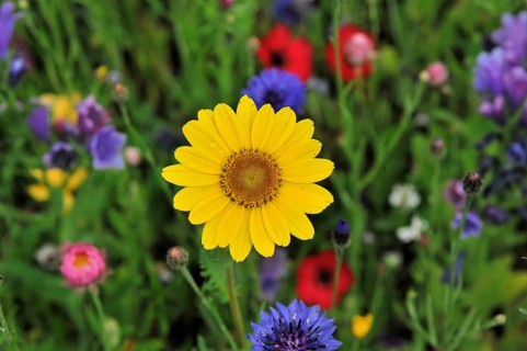 Colourful flower meadow, Schwaebisch Gmuend, Baden-Wuerttemberg, Germany, Europe