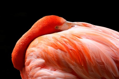 American flamingo (Phoenicopterus ruber), in the zoo, Captive, Germany, Europe