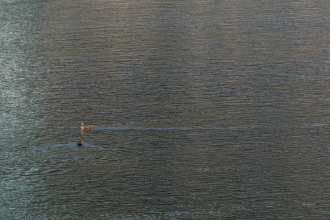 Two spot bill ducks swimming in river