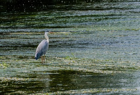 Little blue heron standing on a pebbled sandbar in a shallow river hunting for food