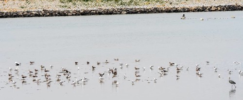 Flock of seagull in shallow water of a inland sea in South Korea with rocky shoreline in background