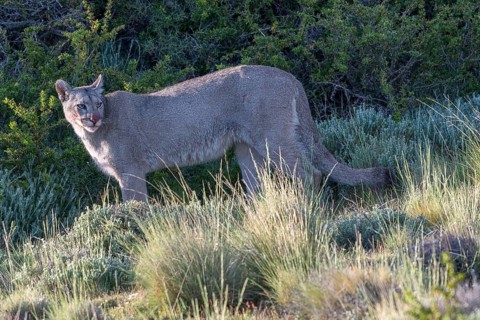 Cougar (Cougar concolor), silver lion, mountain lion, cougar, panther, small cat, Torres del Paine