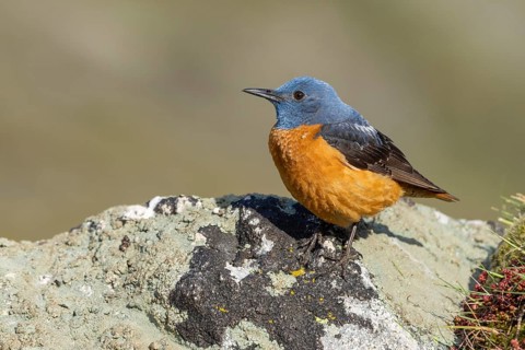 Common rock thrush (Monticola saxatilis), male, Castile-Leon province, Picos de Europa, Spain,
