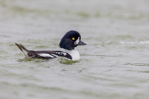 Barrow's goldeneye (Bucephala islandica), male, Laxa River, Lake Myvatn, Iceland, Europe