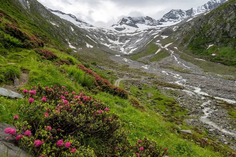 Alpine roses in bloom, view of the Schlegeisgrund valley, glaciated mountain peaks Hoher Weiszint