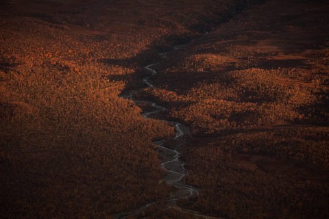 Abisko National Park in autumn. River bend in the forest