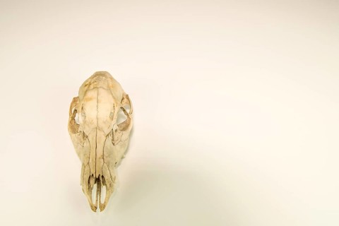 Skull of dead deer cleaned and isolated on white background
