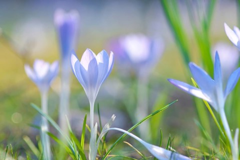 Light violet, lilac, purple crocuses (Crocus sp.) blooming in a meadow, signalling the beginning of
