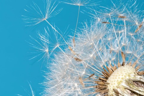 Common dandelion (Taraxacum ruderalia), seed head with seeds on flying umbrella (pappus) in front