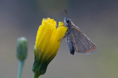 Small skipper (Thymelicus sylvestris), Emsland, Lower Saxony, Germany, Europe