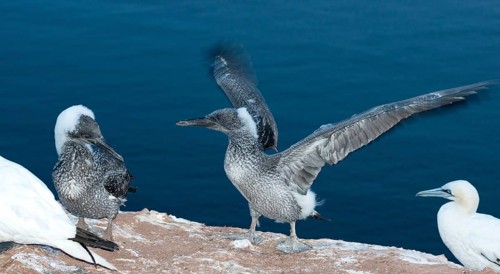 Northern gannet (Morus bassanus) (synonym: Sula bassana), two young birds, chicks in juvenile