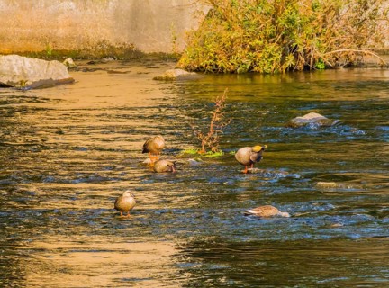 Four spot-billed duck together in a flowing river near a green bush and a bridge pylon