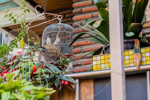 Two beautiful white finches in white birdcage next to yellow parakeet also in cage hanging from