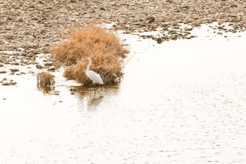 Great egret with yellow beak standing in shallow water of river with one leg lifted out of water in