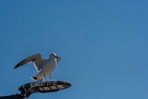 Single seagull perched on top of street light covered with bird droppings