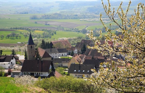 Cherry blossom near Schlaifhausen in Franconian Switzerland, district of Forchheim, Upper
