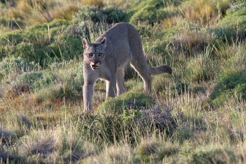 Cougar (Cougar concolor), silver lion, mountain lion, cougar, panther, small cat, Torres del Paine