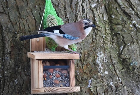 Eurasian jay (garrulus glandarius) sitting on squirrel feeder and eating peanuts