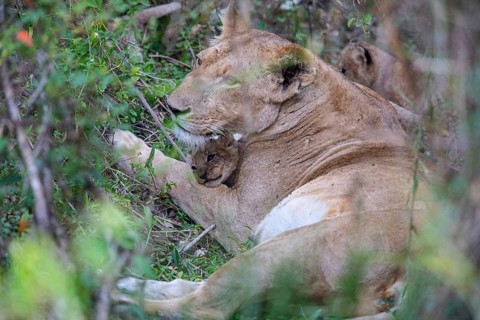 Lion (Panthera leo) Masai Mara Kenya