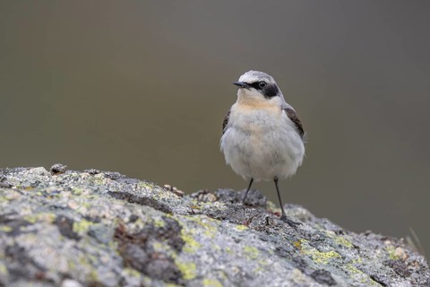 Northern wheatear (Oenanthe oenanthe), on stone, Castile-Leon province, Picos de Europa, Spain,