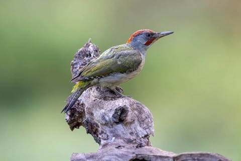 Iberian green woodpecker (Picus viridis sharpei) (Picus sharpei), male, province of Castile-Leon,