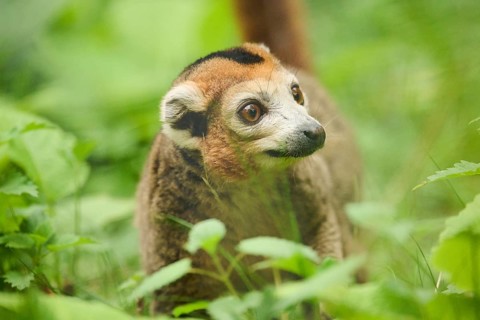 Crowned lemur (Eulemur coronatus), captive, Germany, Europe