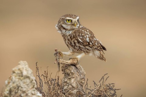 Little owl (Athene noctua), with grasshopper, Castilla-La Mancha, Spain, Europe
