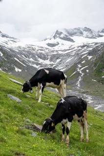 Cows grazing on the alpine meadow, Schlegeisgrund valley, glaciated mountain peaks Hoher Weiszint