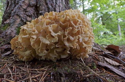 Wood cauliflower fungus (Wood Cauliflower crispa), Hesse, Germany, Europe