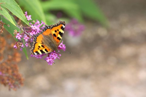 Small tortoiseshell (Aglais urticae), on summer lilac or butterfly-bush (Buddleja davidii), Wilden,