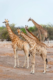 Angolan giraffe (Giraffa giraffa angolensis) giraffe, herd, group, several, walking, Etosha