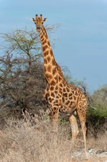 Angolan giraffe (Giraffa giraffa angolensis) in Etosha National Park, giraffe, single, lateral,