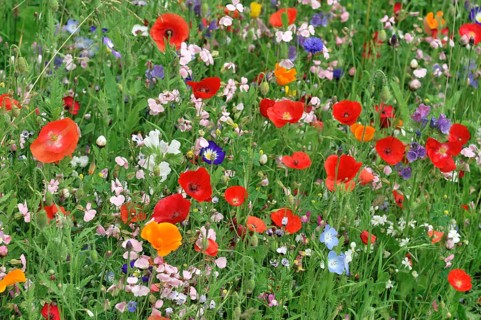Colourful flower meadow, Schwaebisch Gmuend, Baden-Wuerttemberg, Germany, Europe