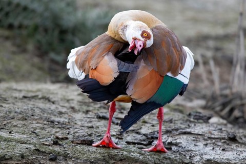 A Egyptian goose during intensive plumage care, Lake Kemnader, Ruhr area, North Rhine-Westphalia,