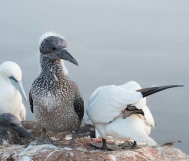 Three northern gannet (Morus bassanus) on a rock, juvenile in dark juvenile plumage and remaining