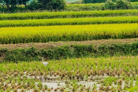 White snowy egret looking for food in a rice paddy on a sunny afternoon in South Korea