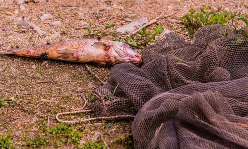 Flies feasting on the carcass of dead fish laying on the ground next to a black fishing net