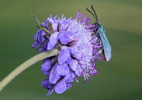 Green hawkmoth (Adscita sp.), moth of the Zygaenidae family, Valais, Switzerland, Europe