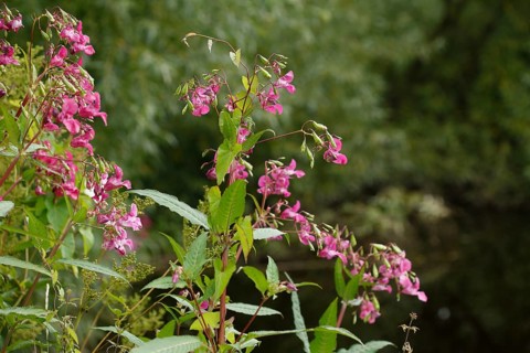 Lamprocapnos (Lamprocapnos spectabilis) or Herzerlstock, flowers, Germany, Europe