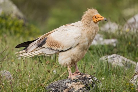Egyptian Vulture (Neophron percnopterus), Castile-Leon Province, Picos de Europa, Spain, Europe
