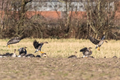 Bean Geese (Anser fabalis), Emsland, Lower Saxony, Germany, Europe