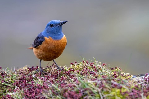 Common rock thrush (Monticola saxatilis), male, Castile-Leon province, Picos de Europa, Spain,