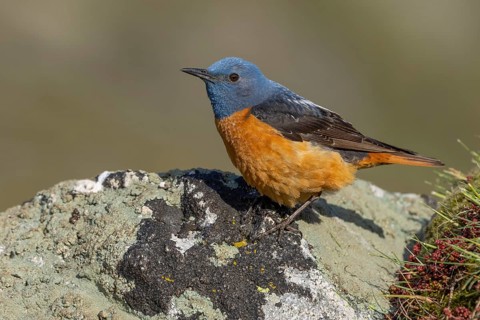 Common rock thrush (Monticola saxatilis), male, Castile-Leon province, Picos de Europa, Spain,