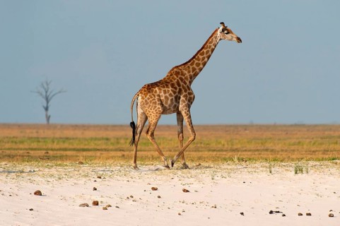 Angolan giraffe (Giraffa angolensis), animal, ungulate, travel, destination, safari, steppe,