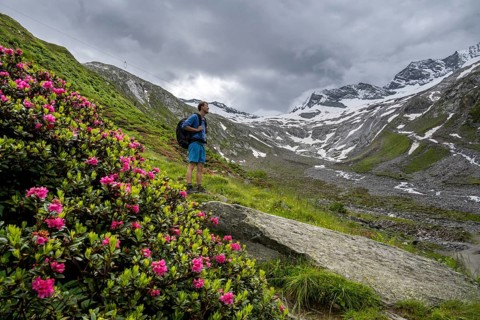 Mountaineers on a hiking trail between blooming alpine roses, view of the Schlegeisgrund valley,