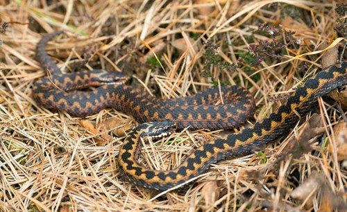 Two wild common european vipers (Vipera berus), brown adults, females, meet and crawl well