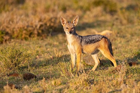 Black-backed jackal (Canis mesomeles) Masai Mara Kenya