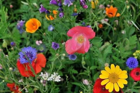 Colourful flower meadow, Schwaebisch Gmuend, Baden-Wuerttemberg, Germany, Europe