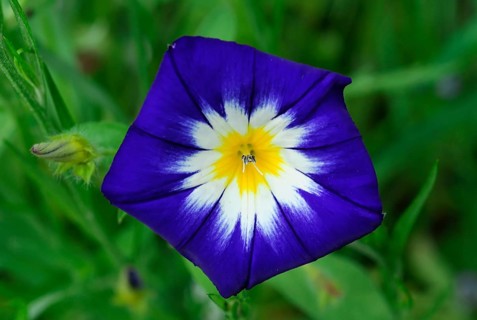 Tricoloured bindweed (Convolvulus tricolor) in a flower meadow, Schwaebisch Gmuend,