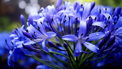Agapanthus black magic, African lily, with delicate petals against a dark background highlighting
